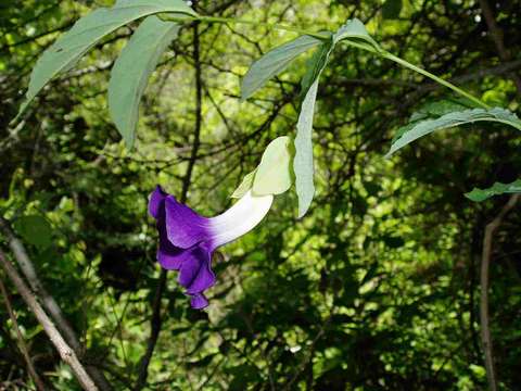 Image of Thunbergia crispa Burkill