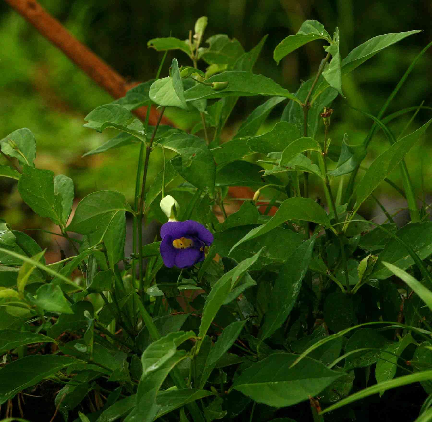 Image of Thunbergia crispa Burkill