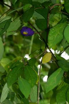 Image of Thunbergia crispa Burkill