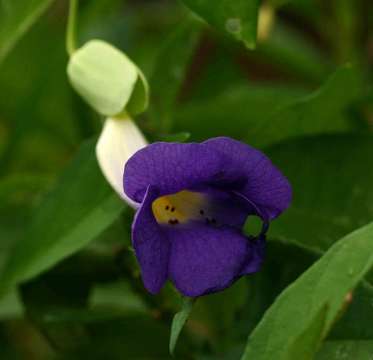 Image of Thunbergia crispa Burkill