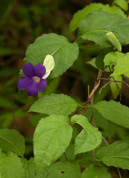 Image of Thunbergia crispa Burkill