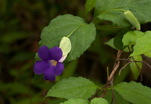 Image of Thunbergia crispa Burkill