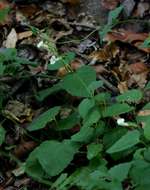 Image of Thunbergia dregeana Nees