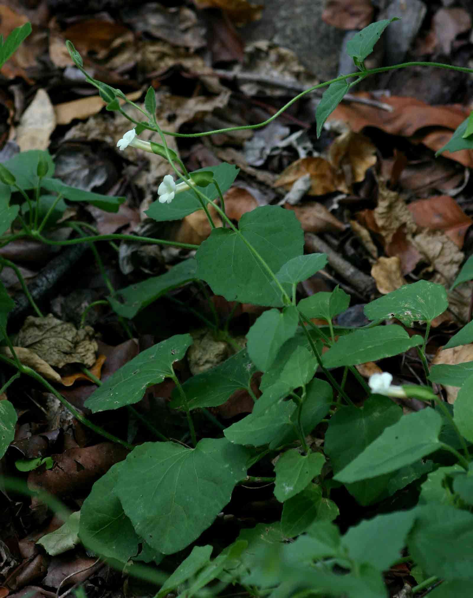 Image of Thunbergia dregeana Nees