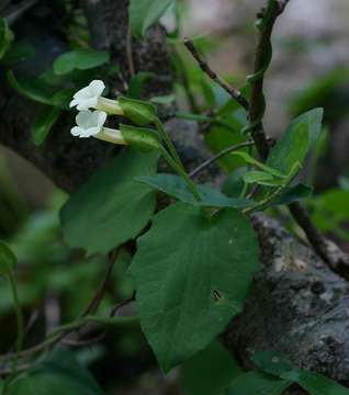 Image of Thunbergia dregeana Nees