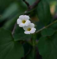 Image of Thunbergia dregeana Nees