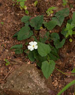 Image of Thunbergia dregeana Nees