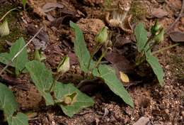 Image of Thunbergia dregeana Nees