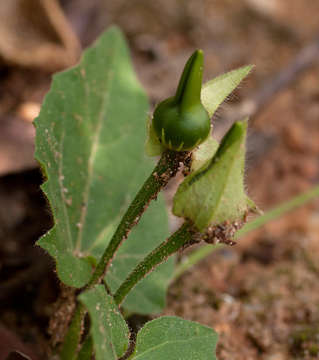 Image of Thunbergia dregeana Nees