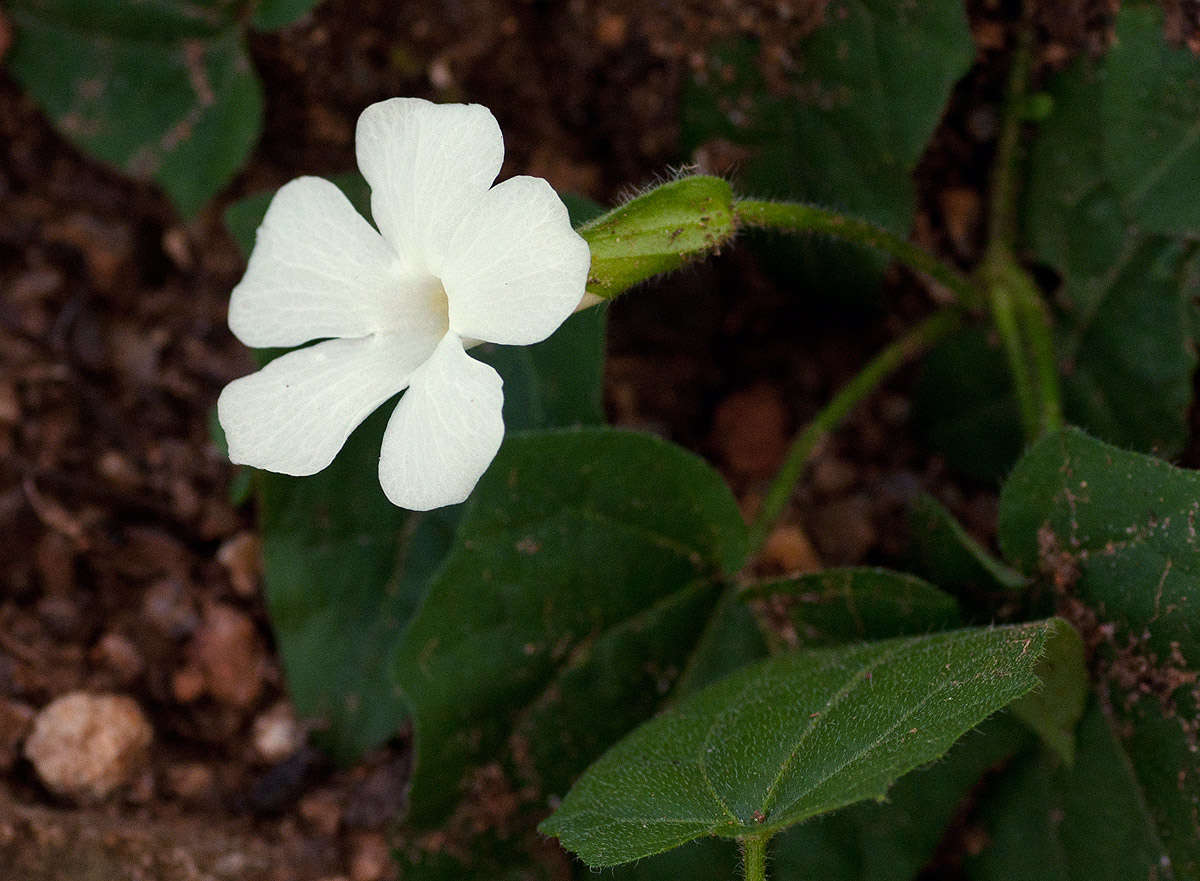 Image of Thunbergia dregeana Nees