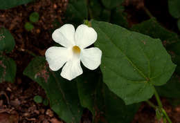 Image of Thunbergia dregeana Nees