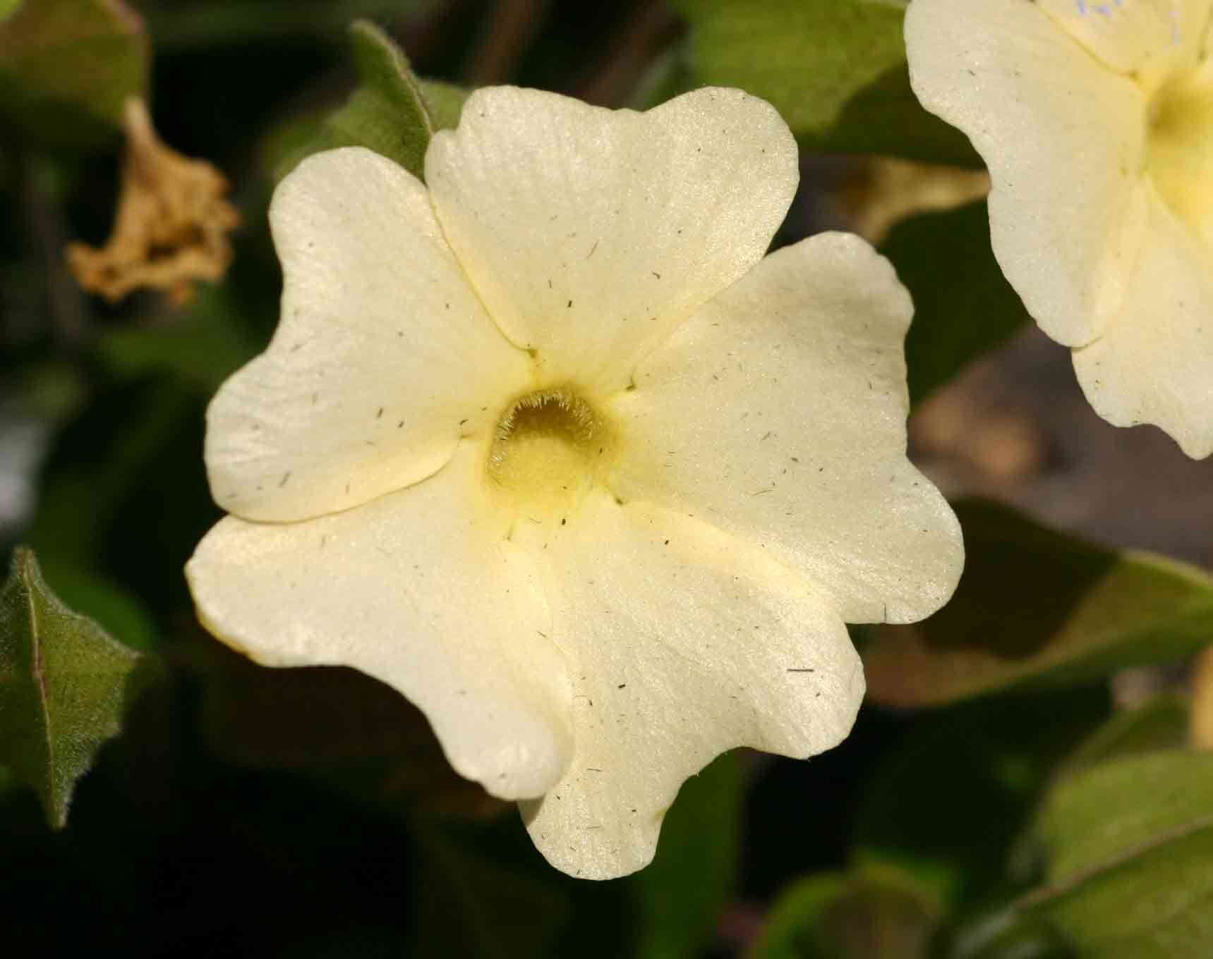 Image of Thunbergia huillensis S. Moore