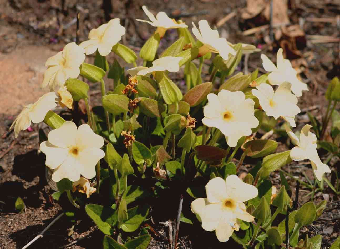 Image of Thunbergia huillensis S. Moore