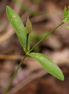 Image of Thunbergia huillensis S. Moore