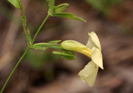 Image of Thunbergia huillensis S. Moore