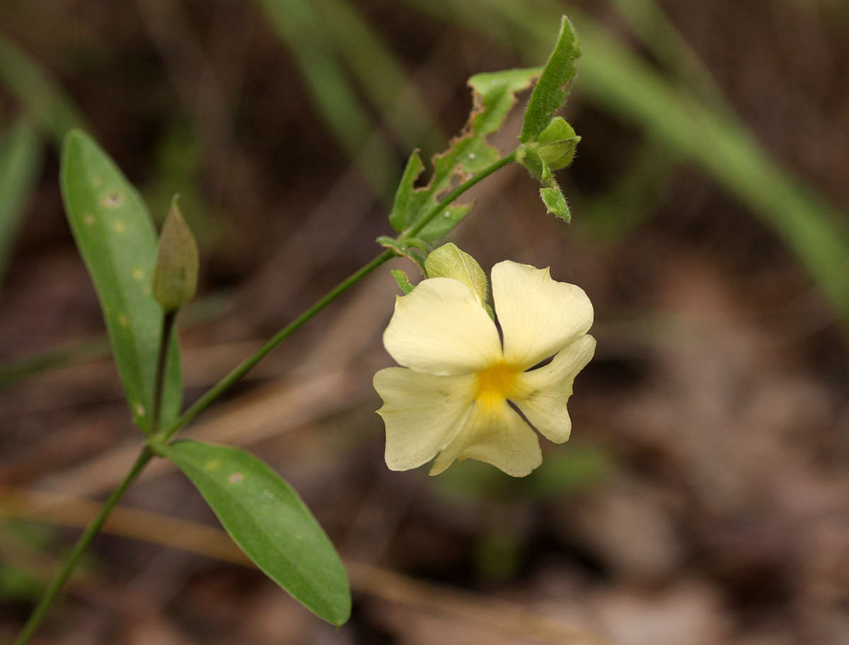 Image of Thunbergia huillensis S. Moore