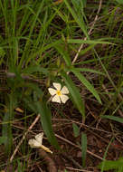 Image of Thunbergia huillensis S. Moore