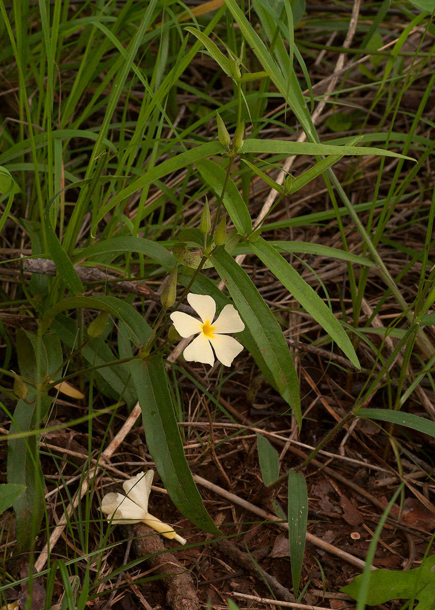 Image of Thunbergia huillensis S. Moore