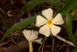 Image of Thunbergia huillensis S. Moore