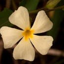 Image of Thunbergia huillensis S. Moore