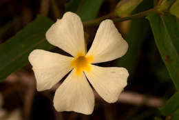 Image of Thunbergia huillensis S. Moore