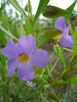 Image of Early blue thunbergia