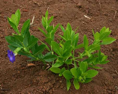 Image of Early blue thunbergia