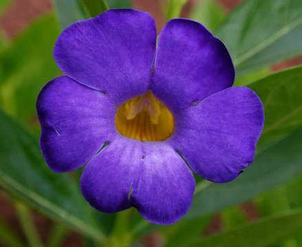 Image of Early blue thunbergia