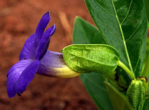 Image of Early blue thunbergia