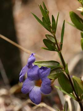 Image of Early blue thunbergia