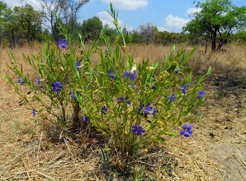 Image of Early blue thunbergia