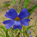 Image de Thunbergia oblongifolia Oliv.