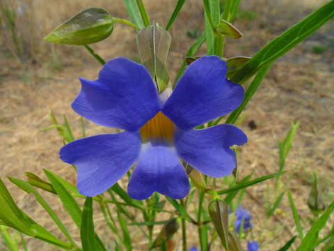 Image of Early blue thunbergia
