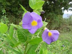 Image of Thunbergia natalensis Hook.