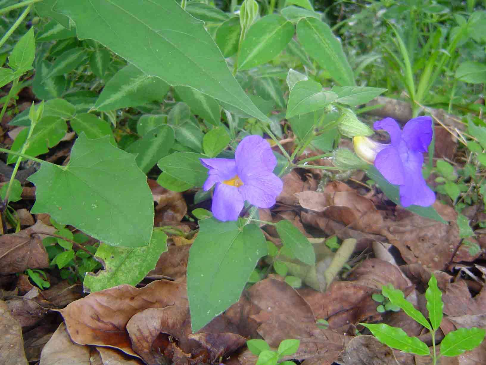 Image of Thunbergia petersiana Lindau