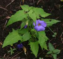 Image of Thunbergia petersiana Lindau