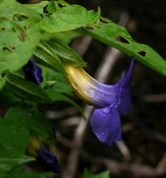 Image of Thunbergia petersiana Lindau