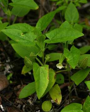 Image of Thunbergia reticulata Nees