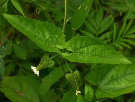 Image of Thunbergia reticulata Nees