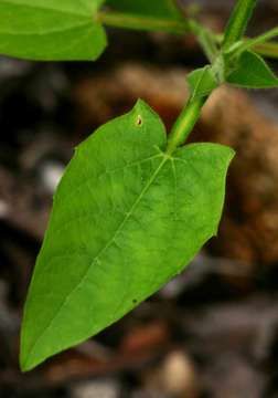 Image of Thunbergia reticulata Nees