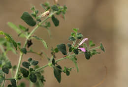 Image of <i>Brillantaisia pubescens</i> T. Anderson ex Oliv.