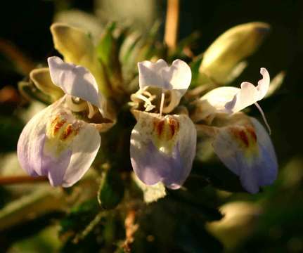 Image of swampweed