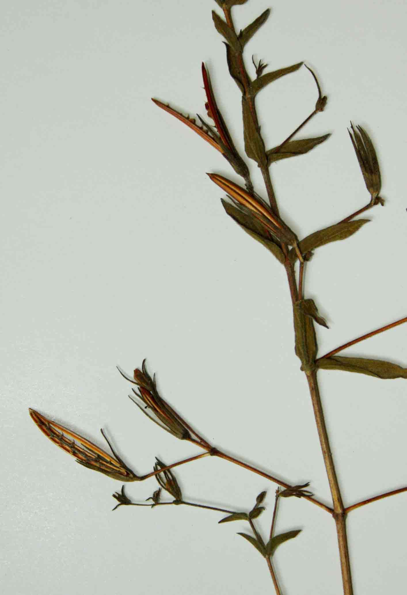 Image of Hygrophila didynama (Lindau) Heine