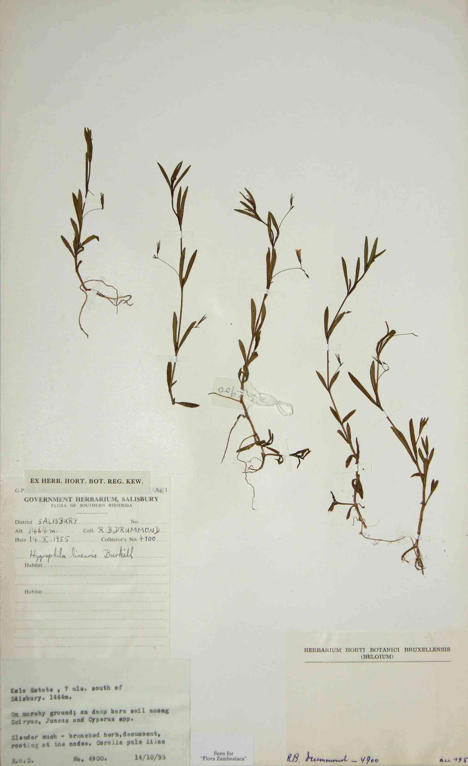 Image of Hygrophila linearis Burkill