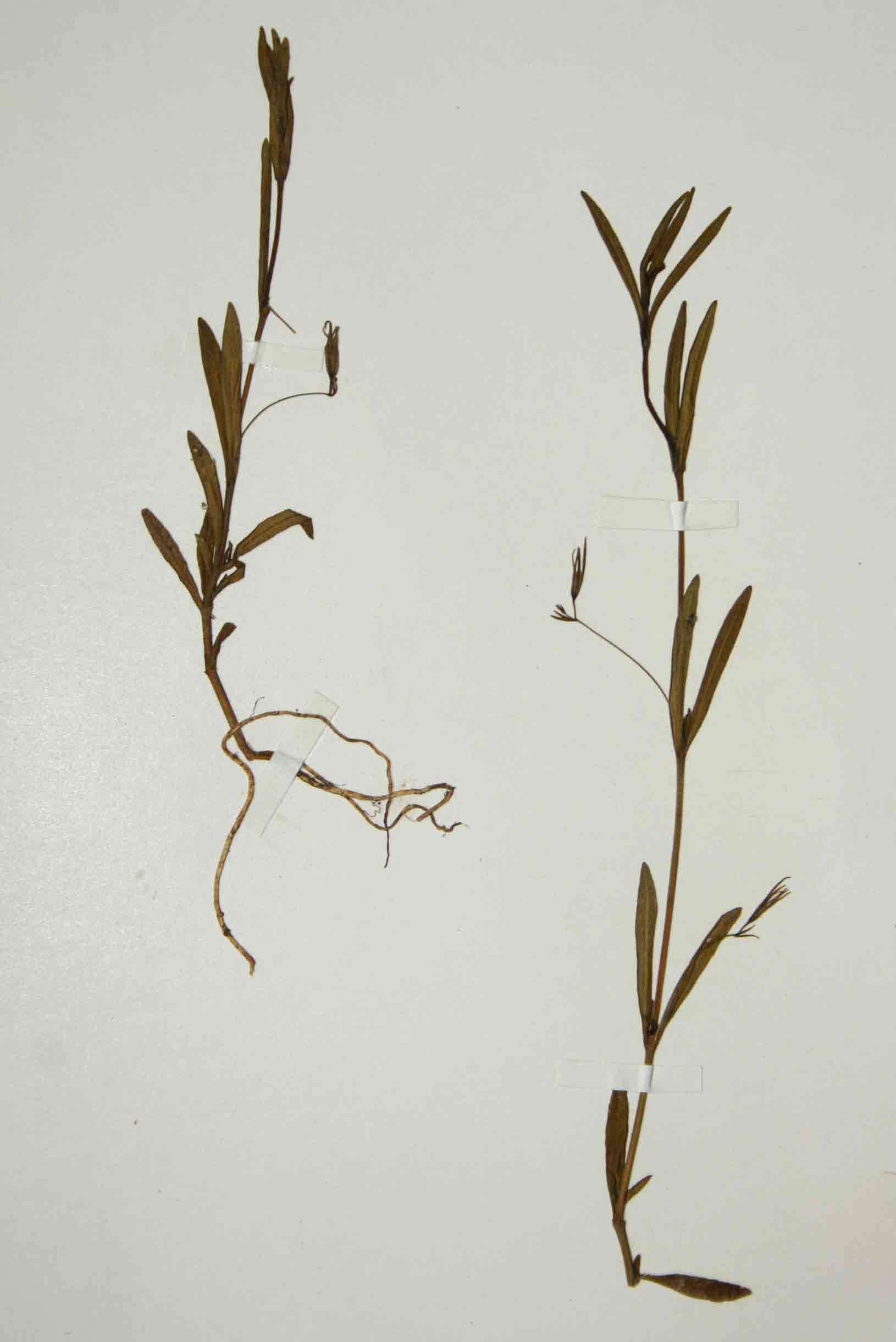 Image of Hygrophila linearis Burkill