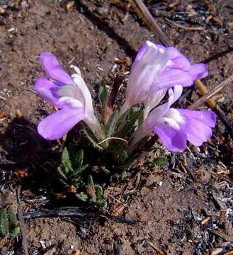 Image of Hygrophila mutica (C. B. Cl.) Vollesen