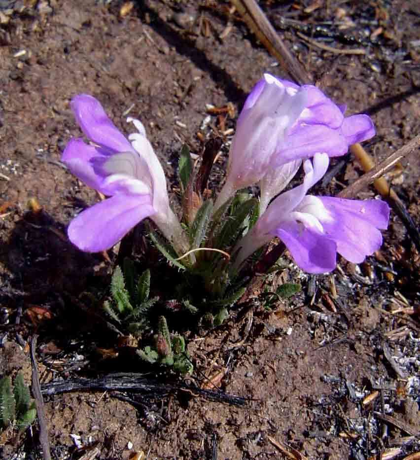 Imagem de Hygrophila mutica (C. B. Cl.) Vollesen