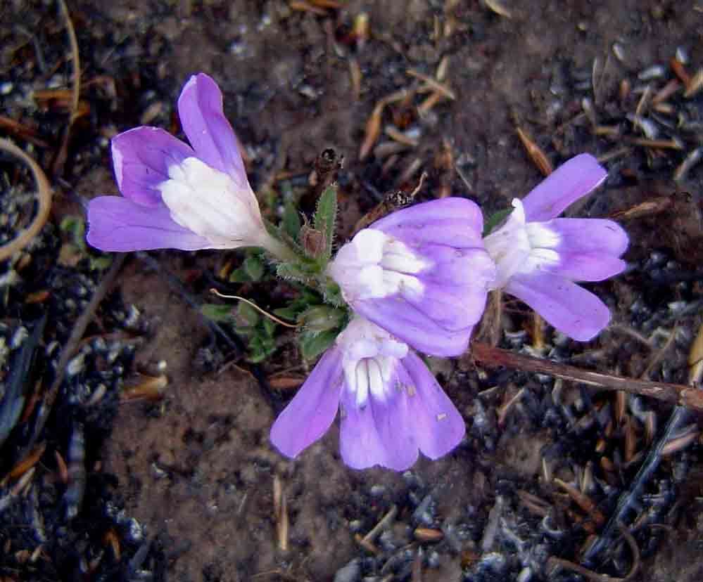 Imagem de Hygrophila mutica (C. B. Cl.) Vollesen