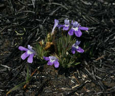 Imagem de Hygrophila mutica (C. B. Cl.) Vollesen