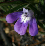 Imagem de Hygrophila mutica (C. B. Cl.) Vollesen